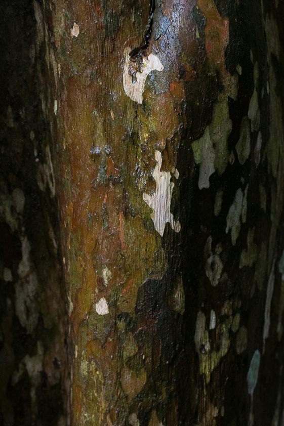 TEXTURAS-3788