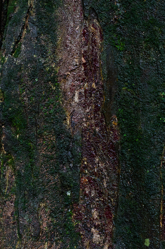 TEXTURAS-3796